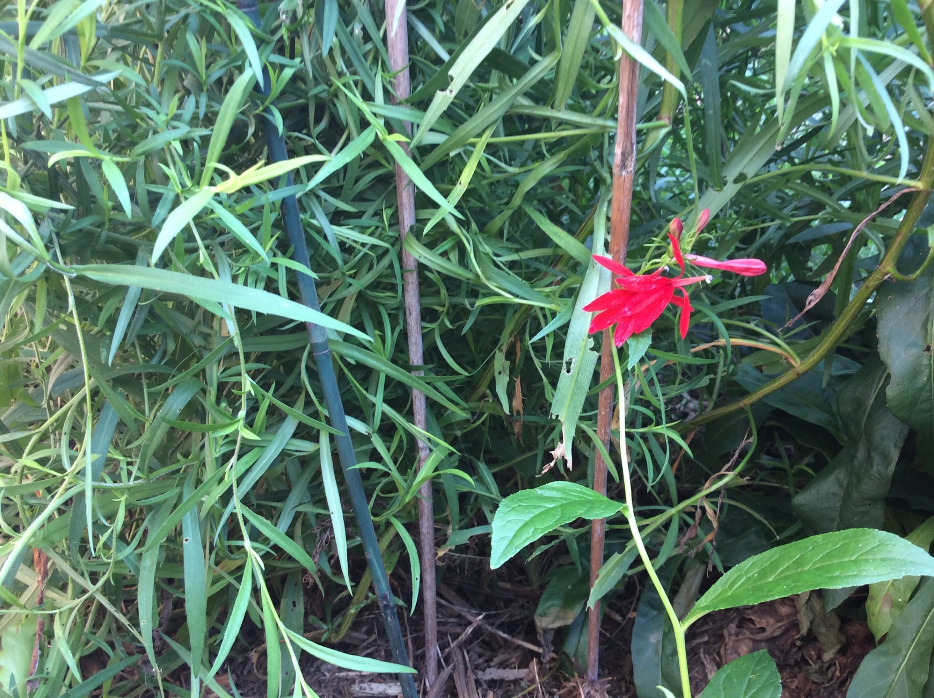 Habitat Garden 2