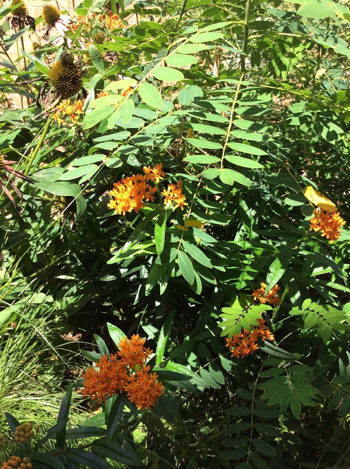 Habitat Garden